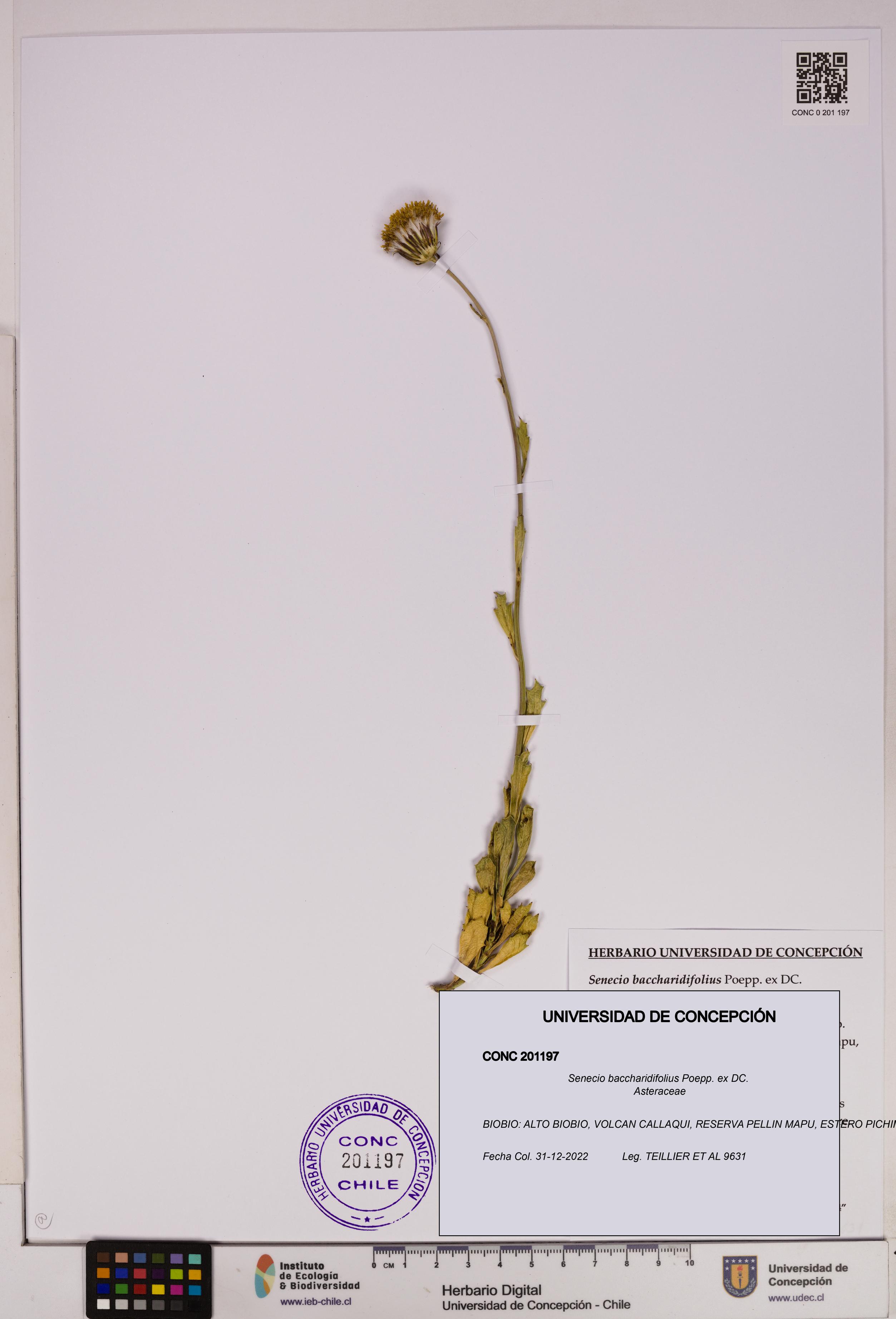Senecio baccharidifolius [Espécimen: UDEC:CONC:0201197]