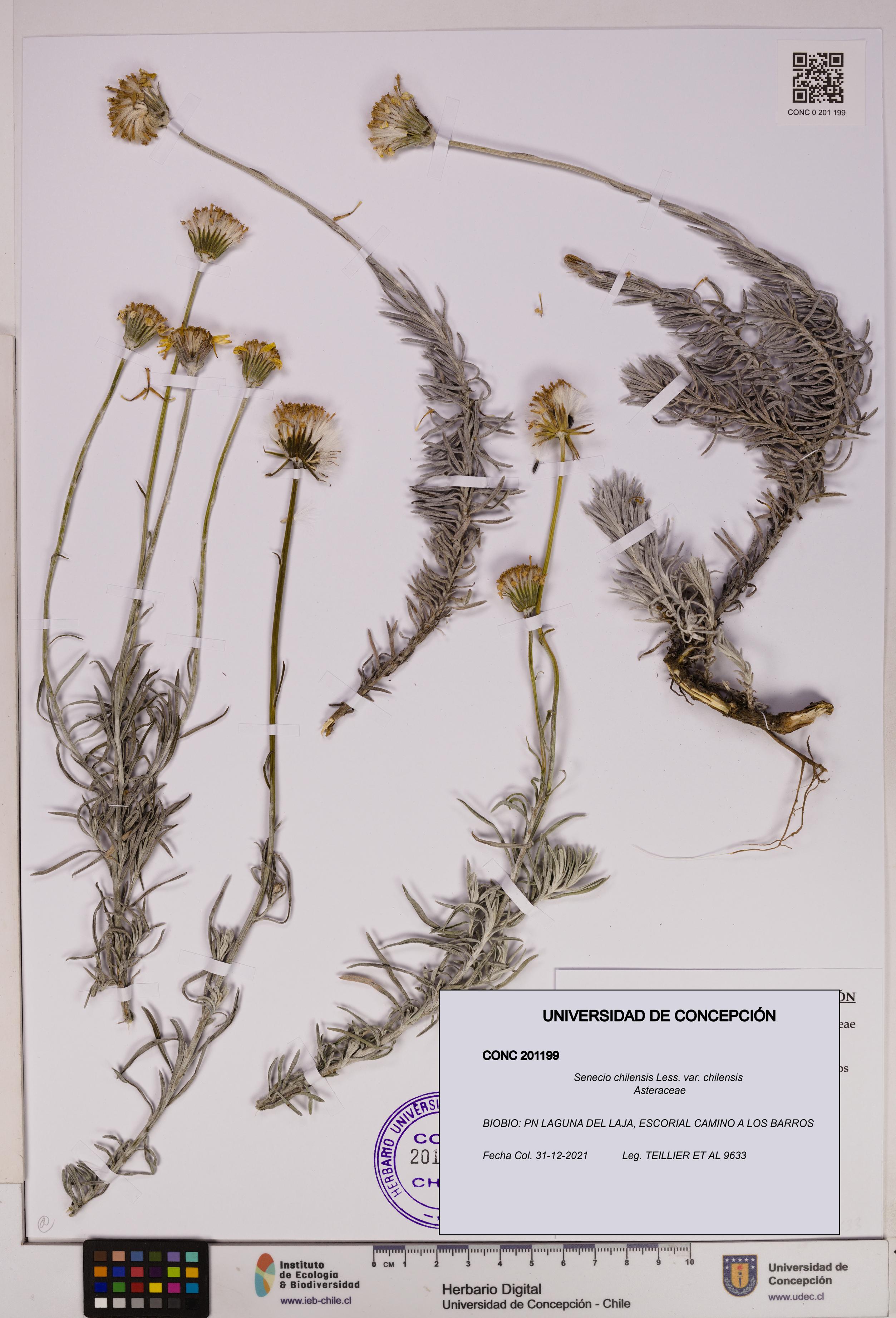 Senecio chilensis var. chilensis [Espécimen: UDEC:CONC:0201199]