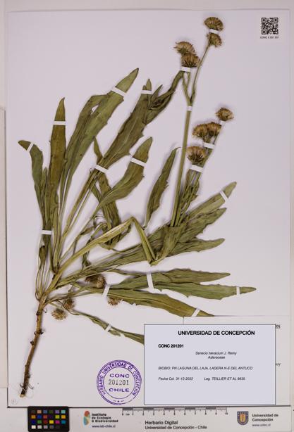 Senecio hieracium [Espécimen: UDEC:CONC:0201201]