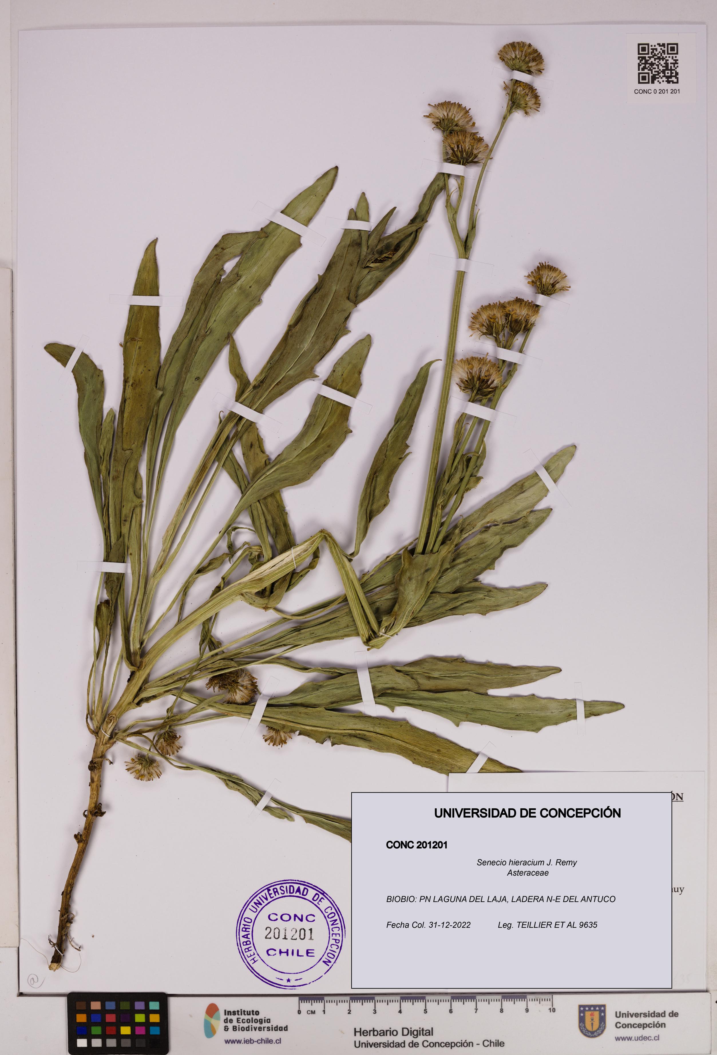 Senecio hieracium [Espécimen: UDEC:CONC:0201201]