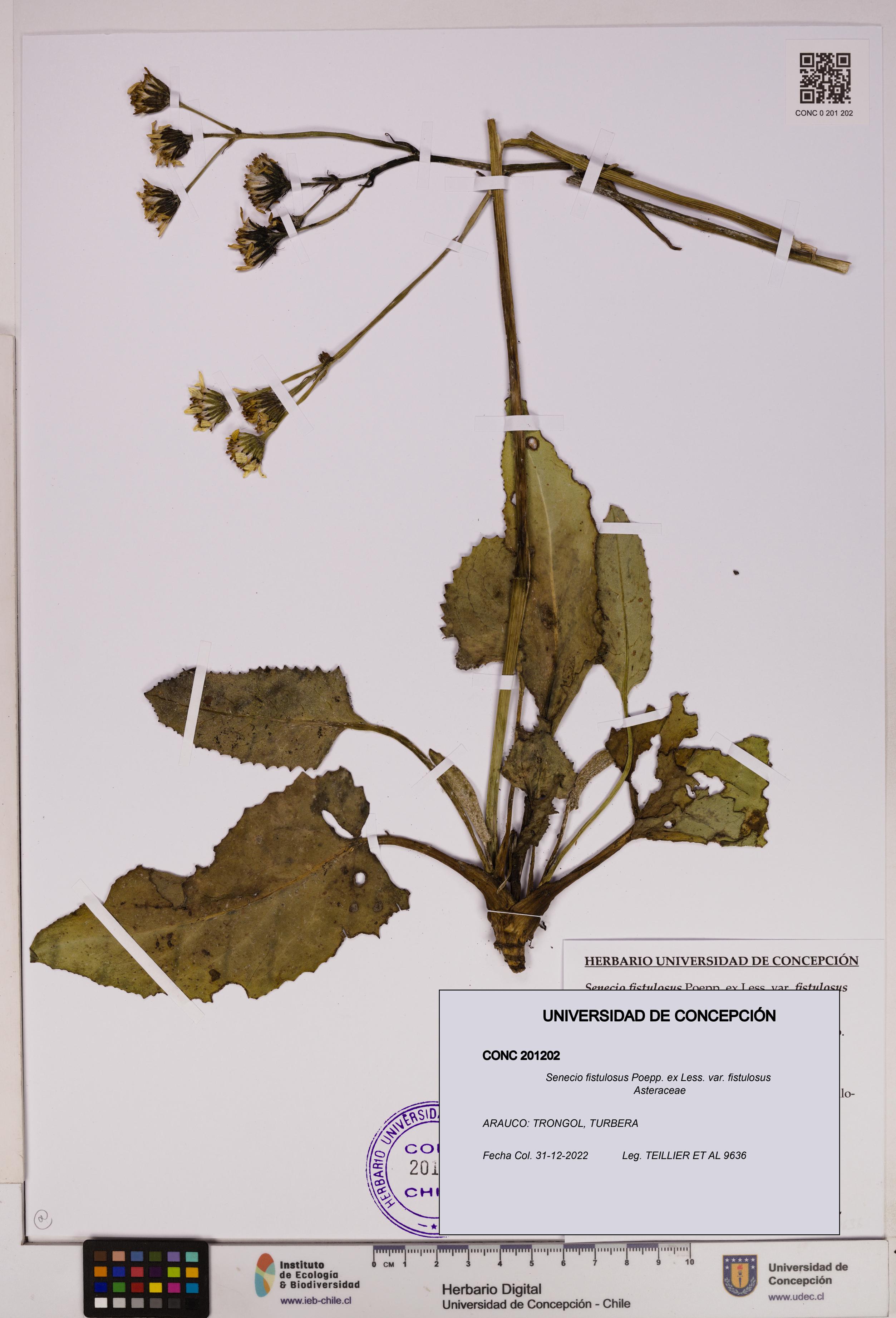 Senecio fistulosus var. fistulosus [Espécimen: UDEC:CONC:0201202]