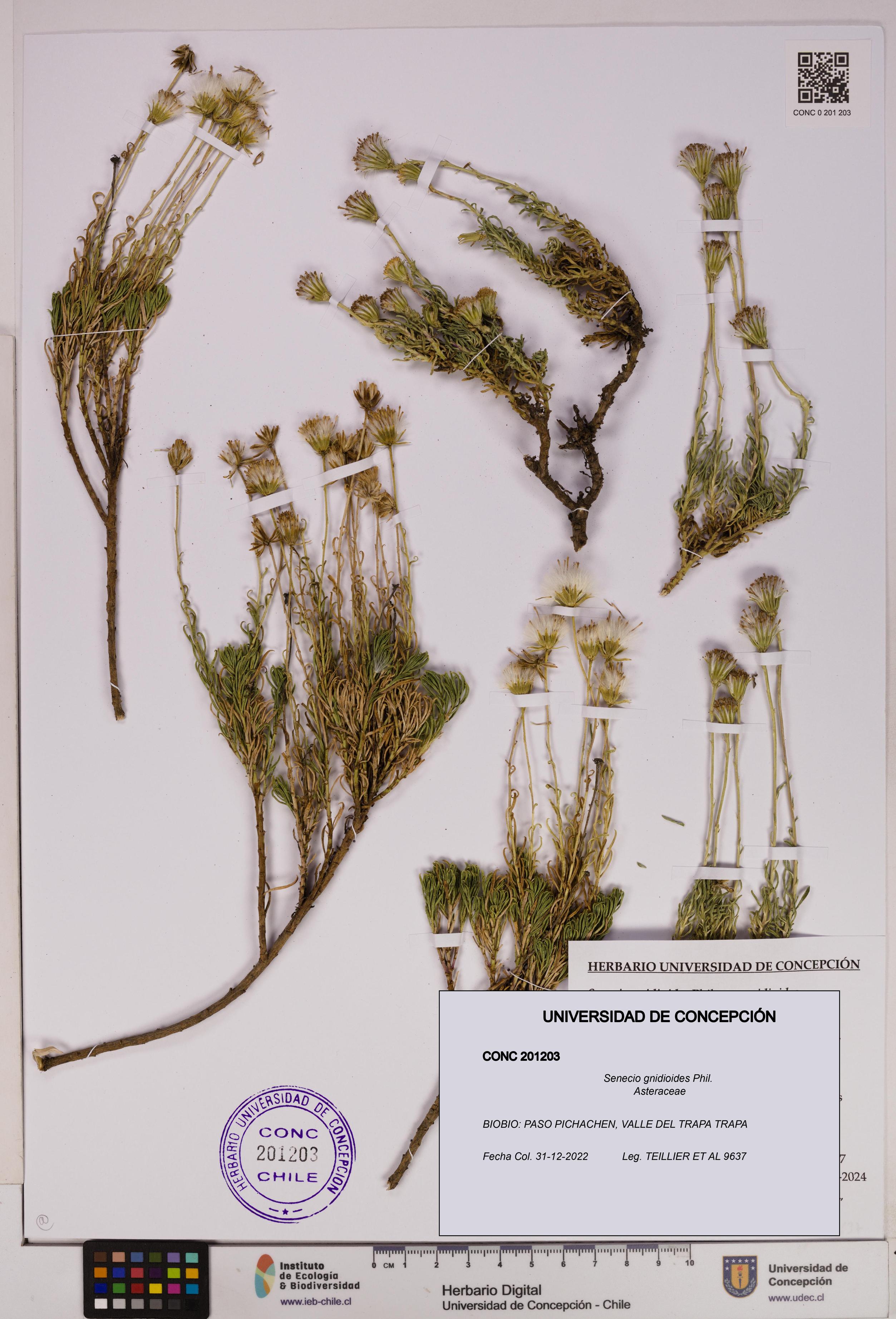 Senecio gnidioides [Espécimen: ]