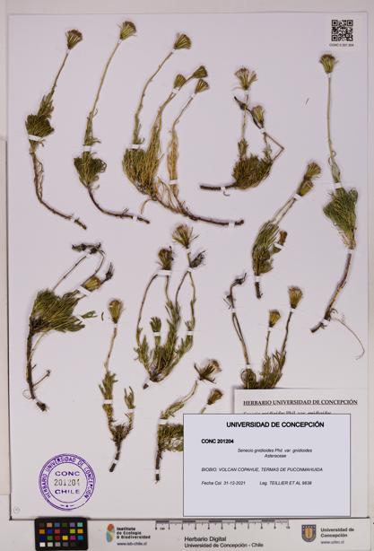 Senecio gnidioides [Espécimen: UDEC:CONC:0201204]
