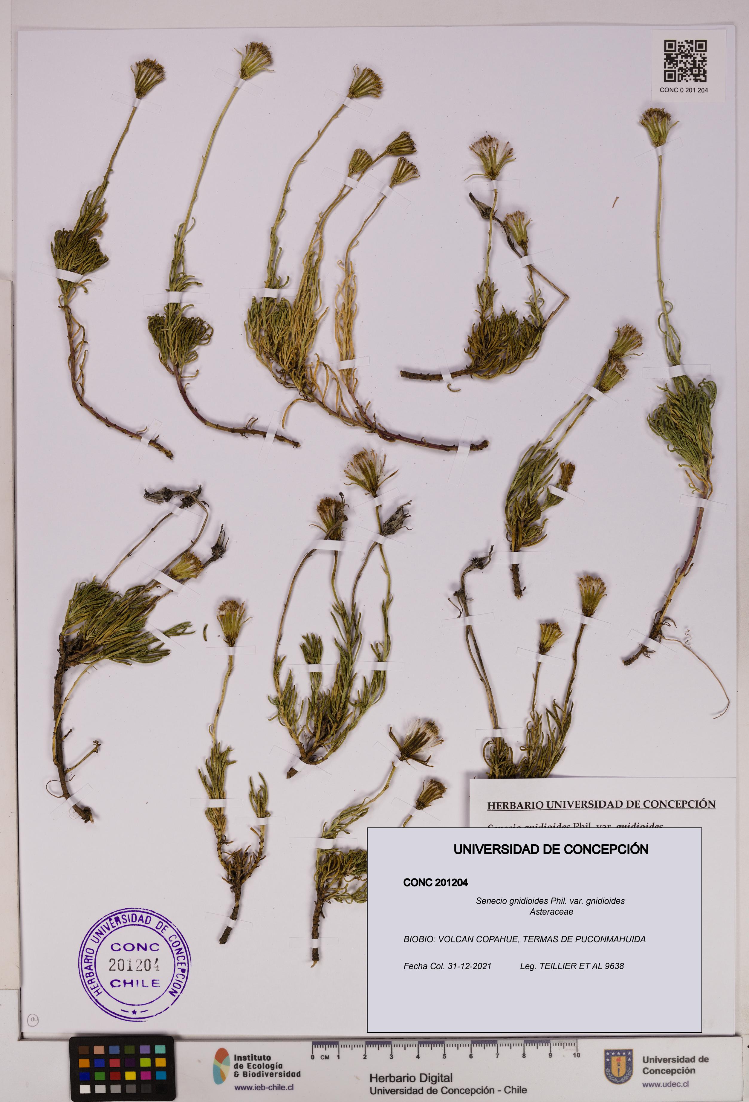 Senecio gnidioides [Espécimen: UDEC:CONC:0201204]