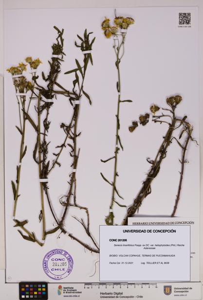 Senecio linariifolius var. heliophytoides [Espécimen: UDEC:CONC:0201205]