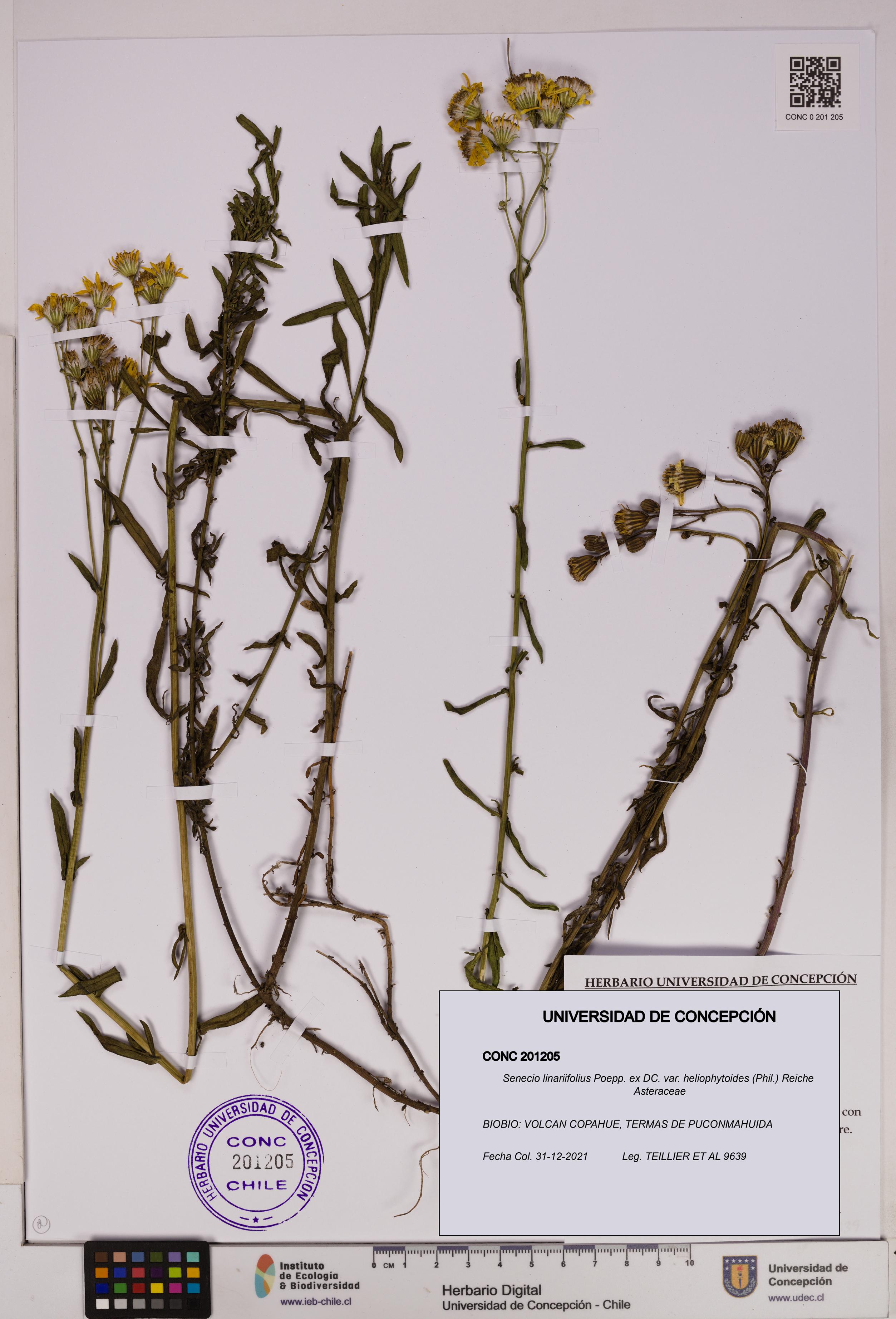 Senecio linariifolius var. heliophytoides [Espécimen: UDEC:CONC:0201205]