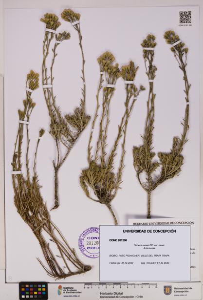 Senecio neaei var. neaei [Espécimen: UDEC:CONC:0201206]
