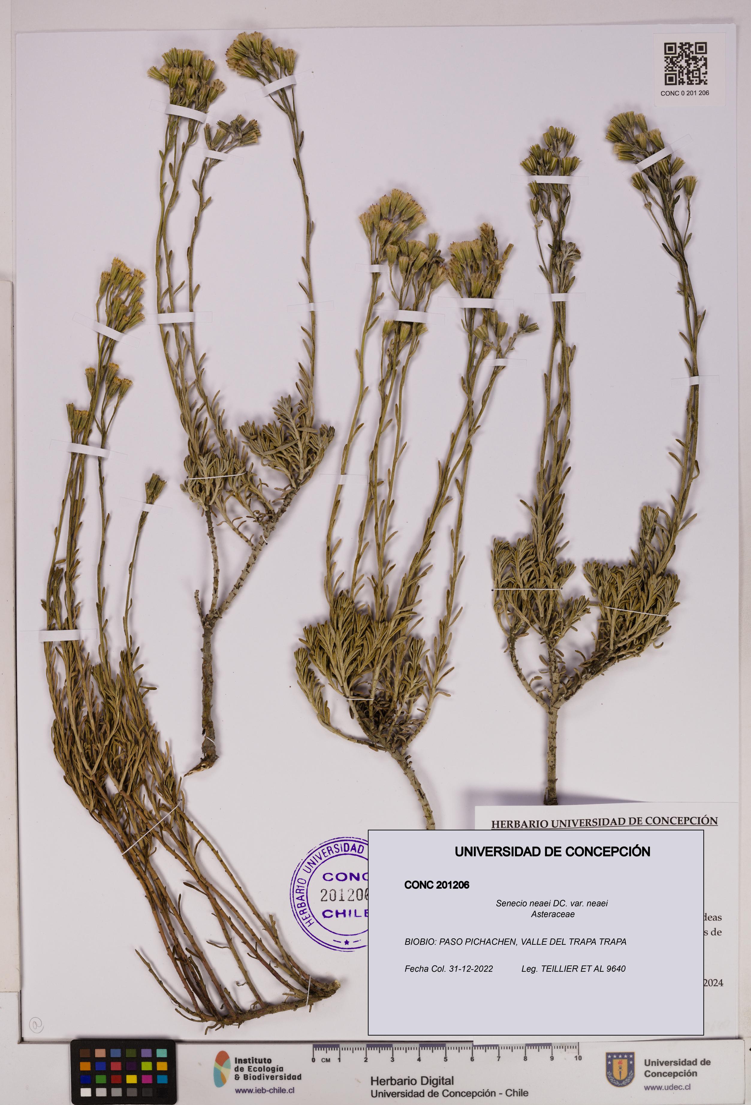 Senecio neaei var. neaei [Espécimen: UDEC:CONC:0201206]