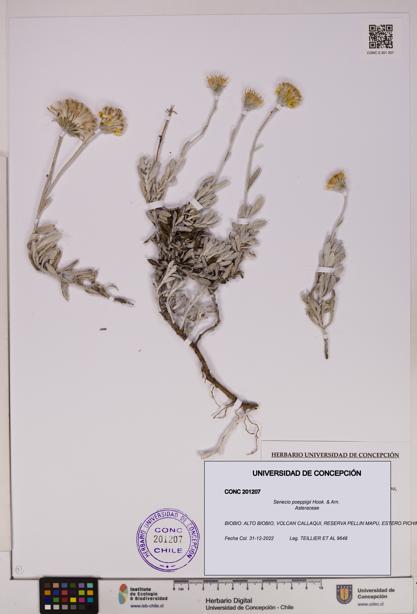 Senecio poeppigii [Espécimen: UDEC:CONC:0201207]