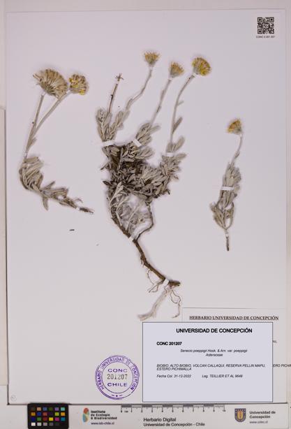 Senecio poeppigii var. poeppigii [Espécimen: ]