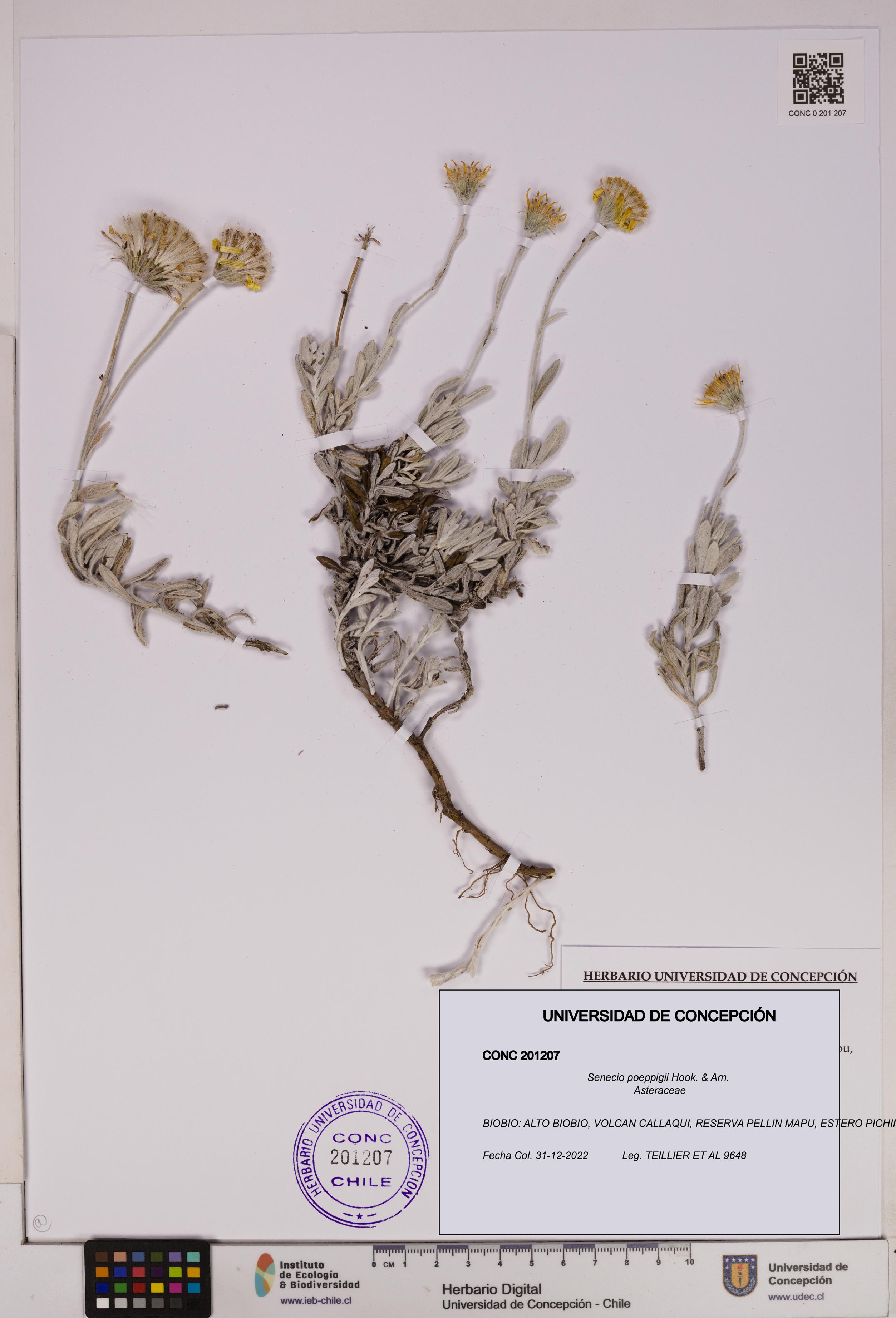 Senecio poeppigii [Espécimen: UDEC:CONC:0201207]