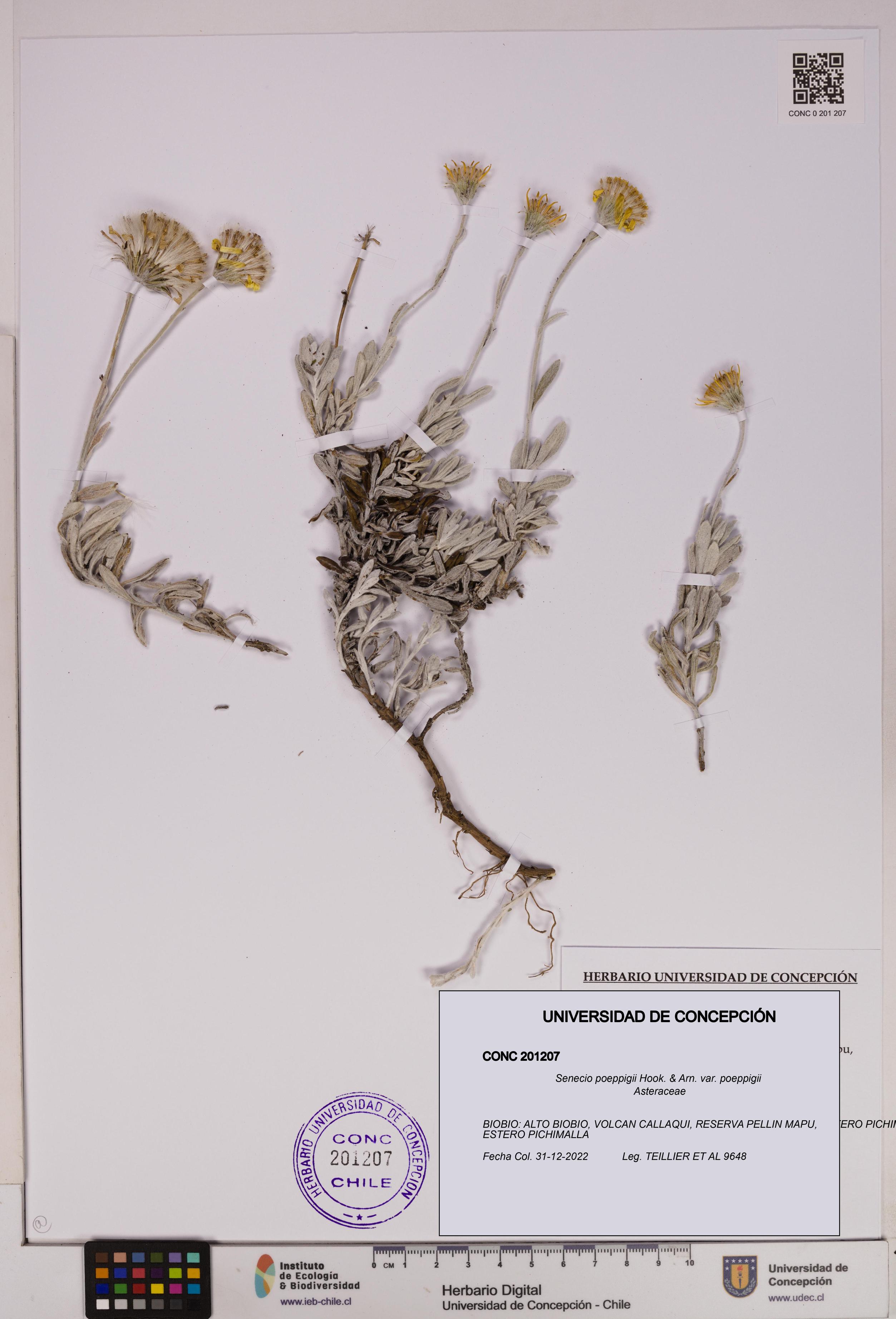 Senecio poeppigii var. poeppigii [Espécimen: ]