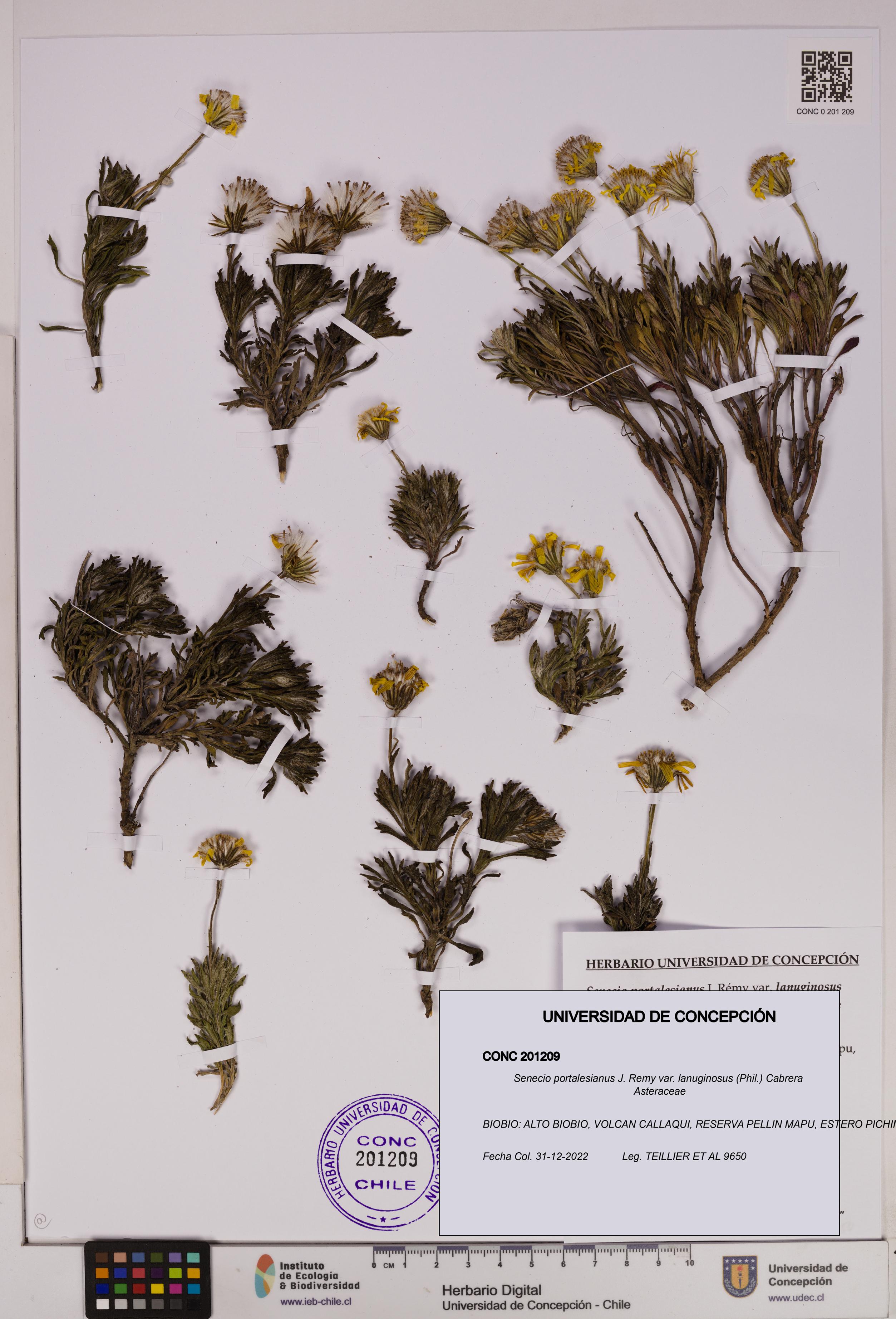Senecio portalesianus var. lanuginosus [Espécimen: UDEC:CONC:0201209]