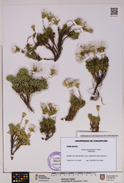 Senecio pachyphyllos [Espécimen: UDEC:CONC:0201210]