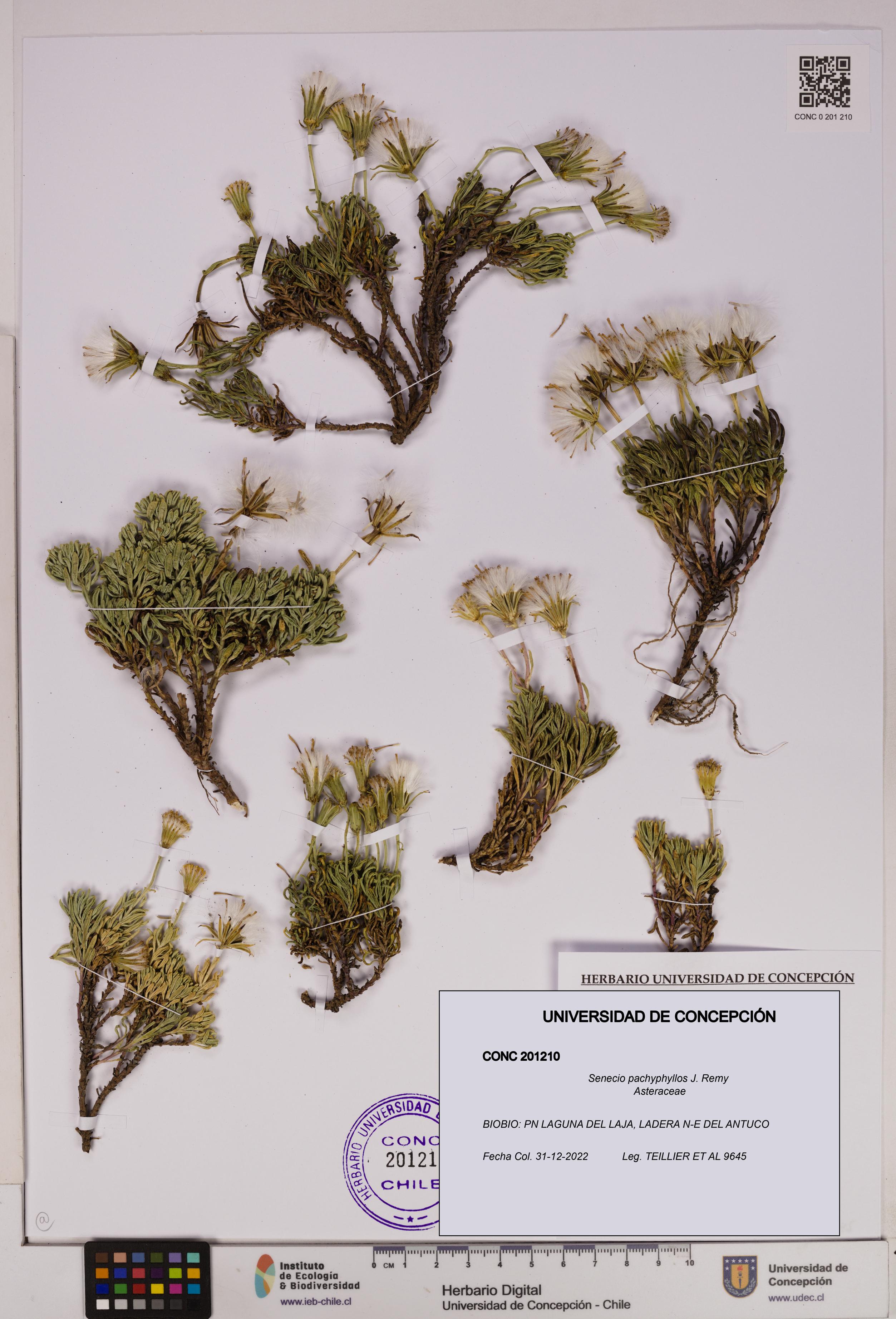 Senecio pachyphyllos [Espécimen: UDEC:CONC:0201210]