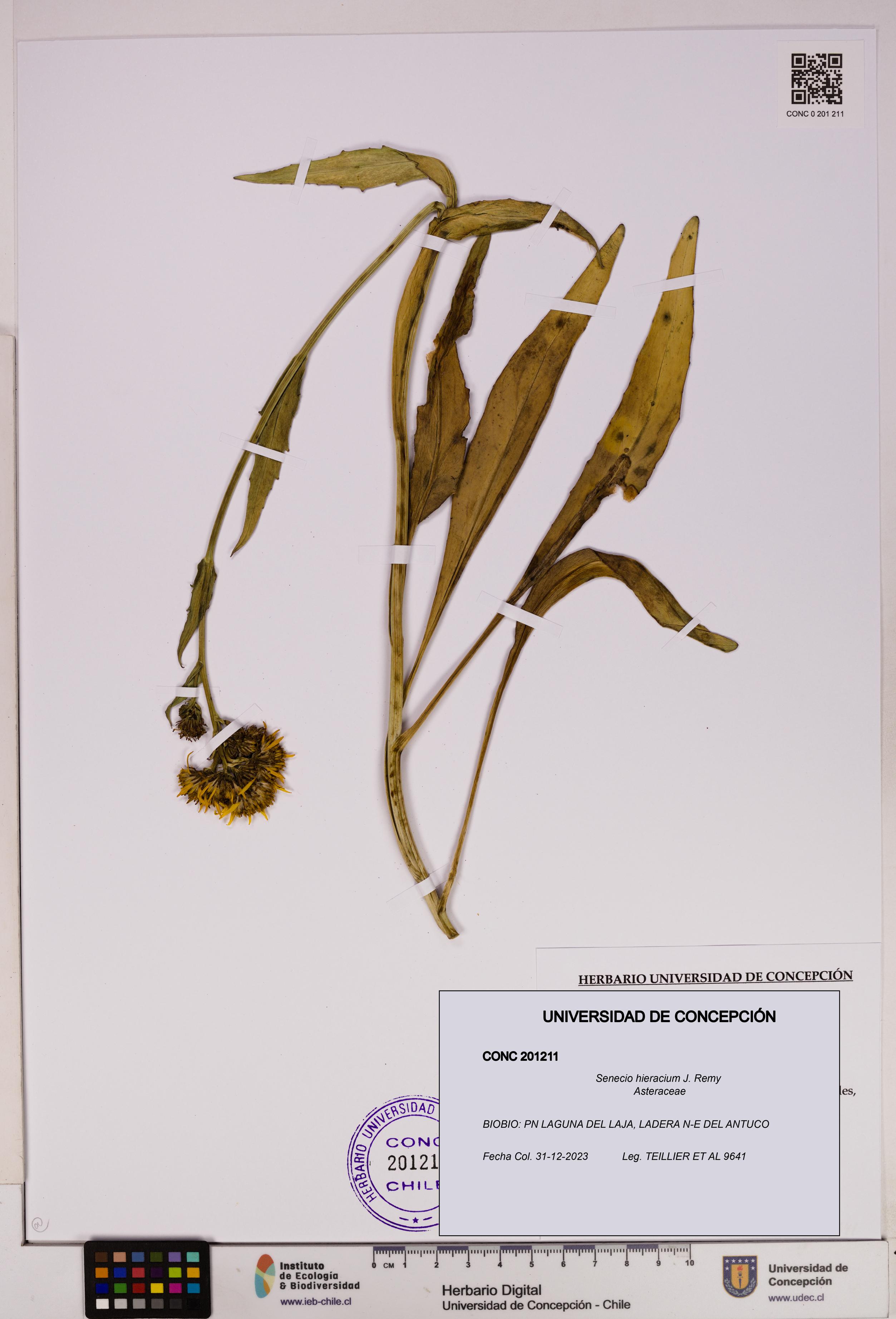 Senecio hieracium [Espécimen: UDEC:CONC:0201211]