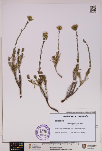 Senecio neaei var. neaei [Espécimen: UDEC:CONC:0201212]