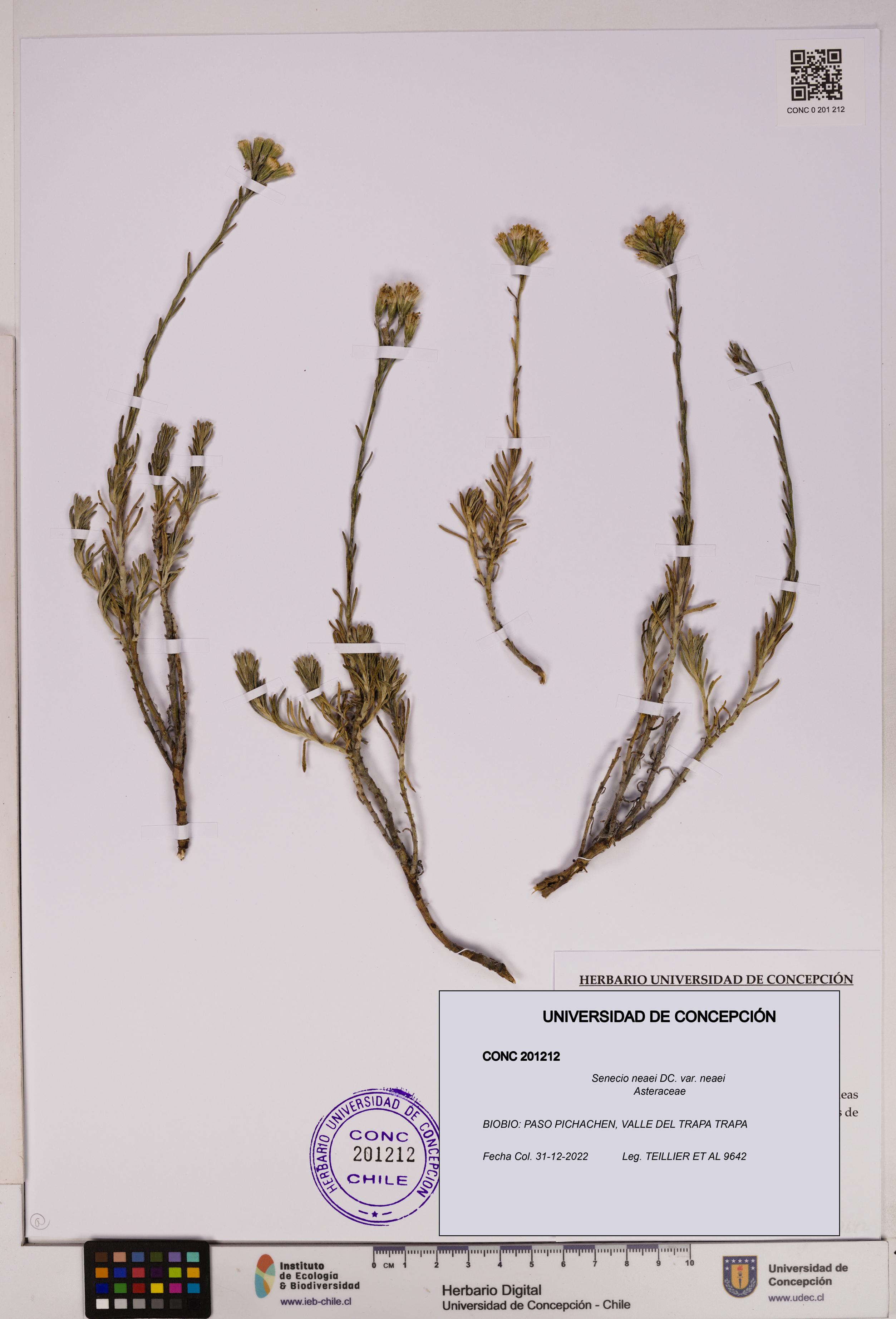 Senecio neaei var. neaei [Espécimen: UDEC:CONC:0201212]