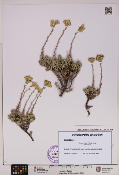 Senecio neaei var. neaei [Espécimen: UDEC:CONC:0201214]