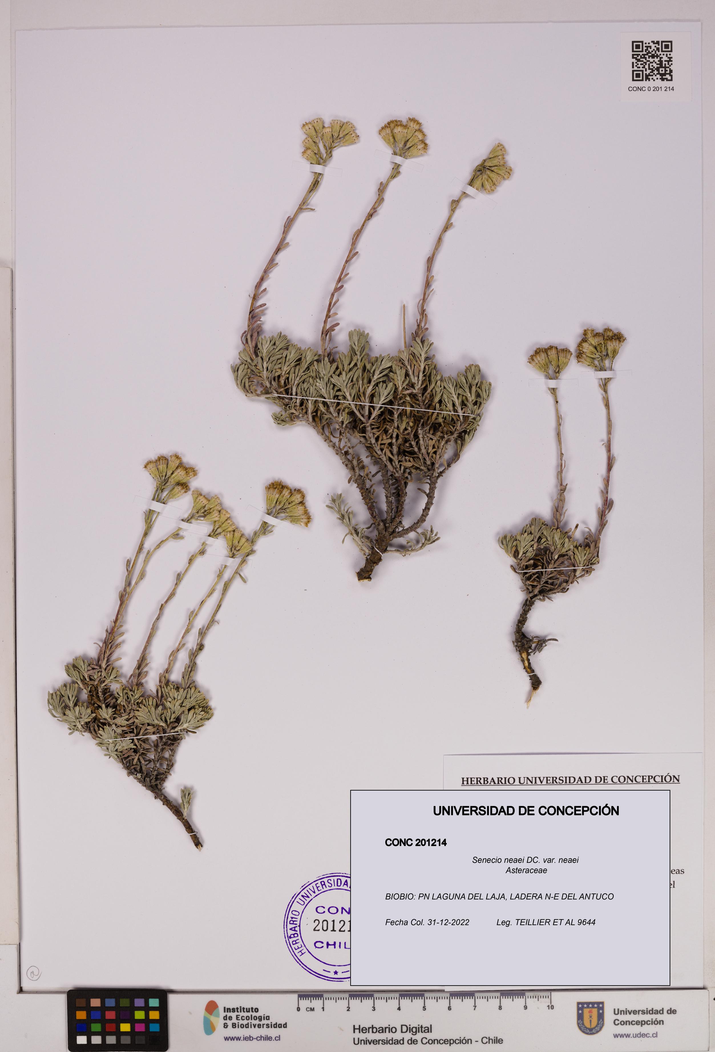 Senecio neaei var. neaei [Espécimen: UDEC:CONC:0201214]