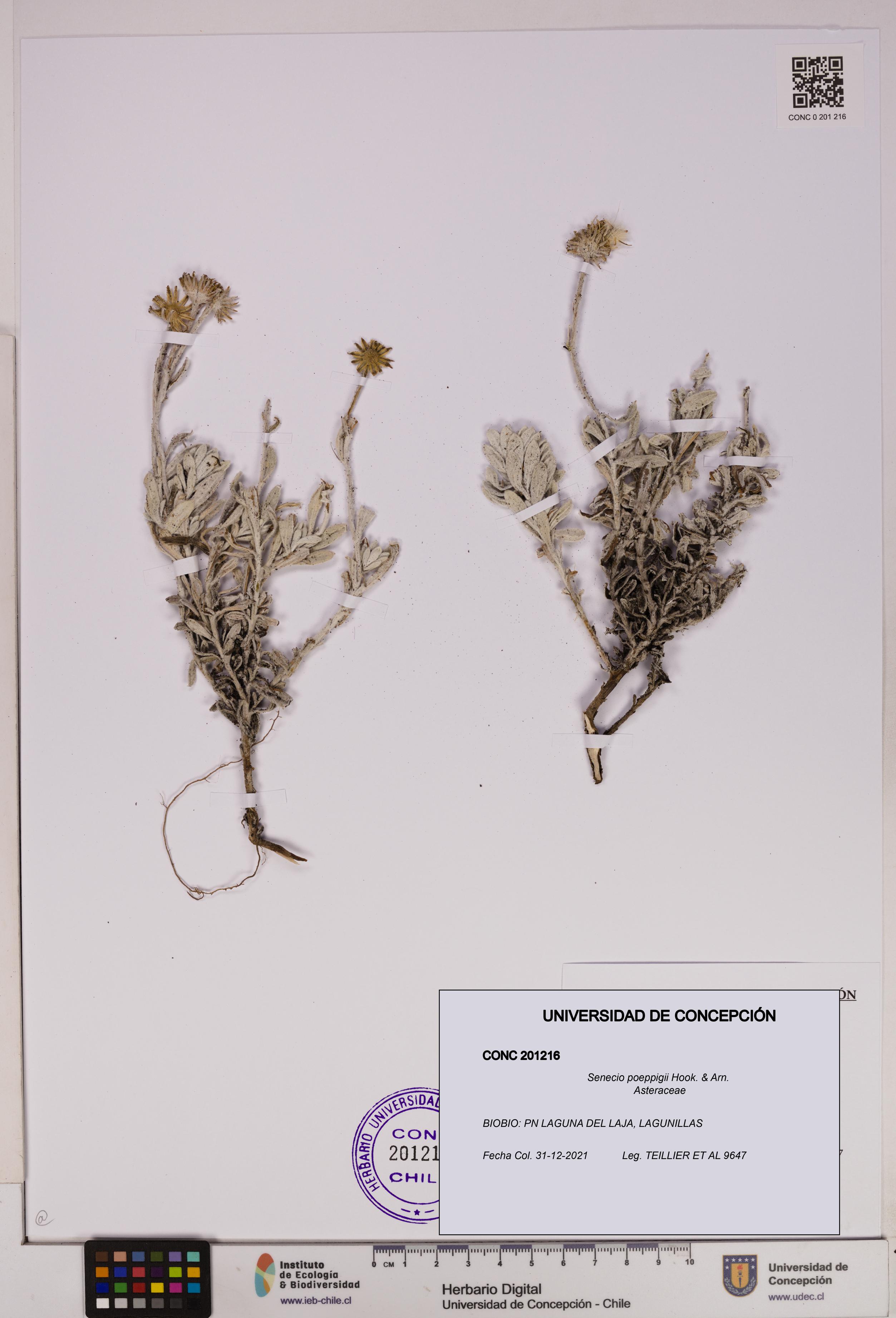 Senecio poeppigii [Espécimen: UDEC:CONC:0201216]