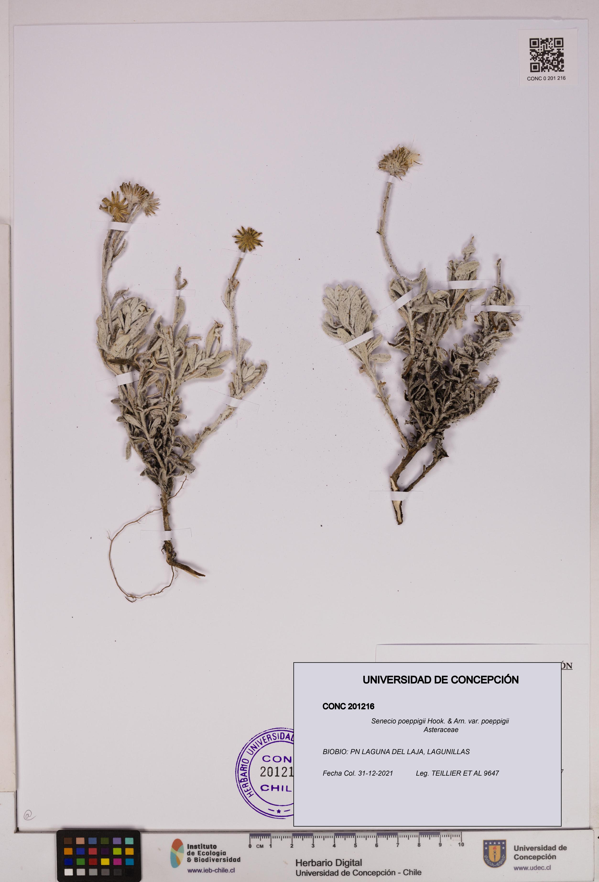 Senecio poeppigii var. poeppigii [Espécimen: ]