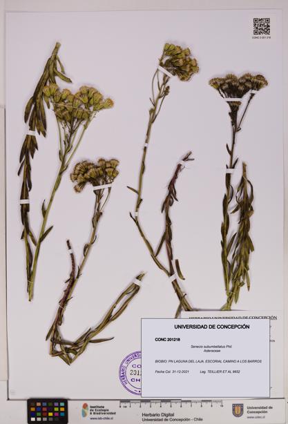 Senecio subumbellatus [Espécimen: UDEC:CONC:0201218]