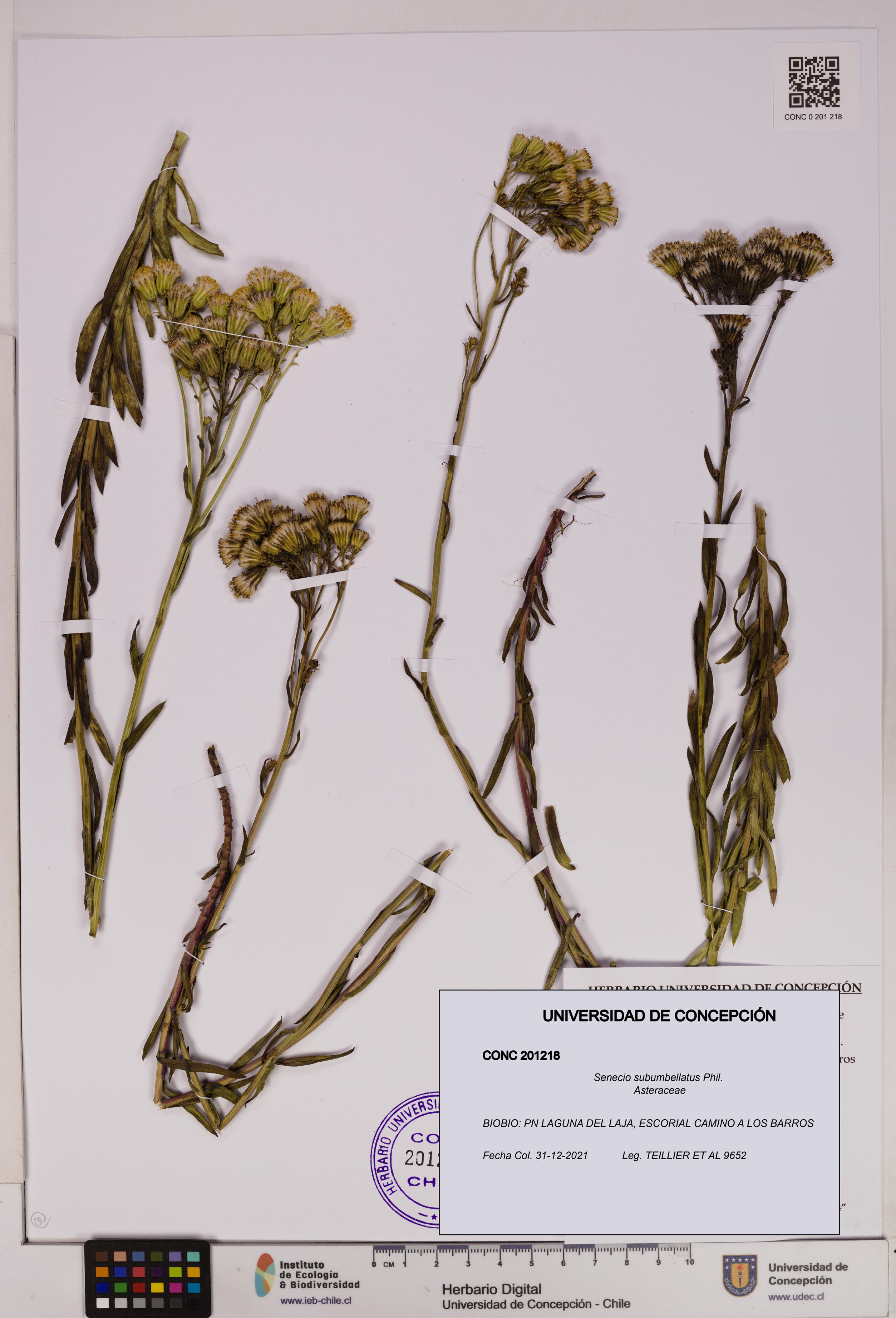 Senecio subumbellatus [Espécimen: UDEC:CONC:0201218]