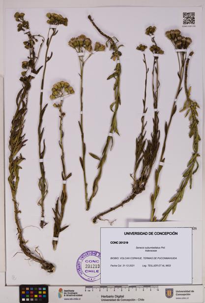 Senecio subumbellatus [Espécimen: UDEC:CONC:0201219]