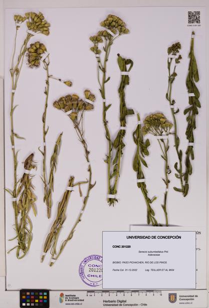 Senecio subumbellatus [Espécimen: UDEC:CONC:0201220]