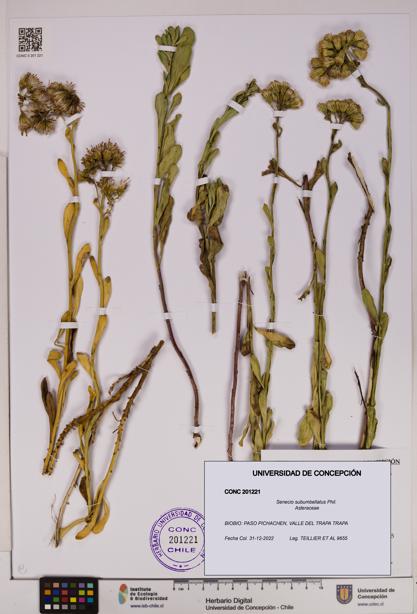 Senecio subumbellatus [Espécimen: UDEC:CONC:0201221]