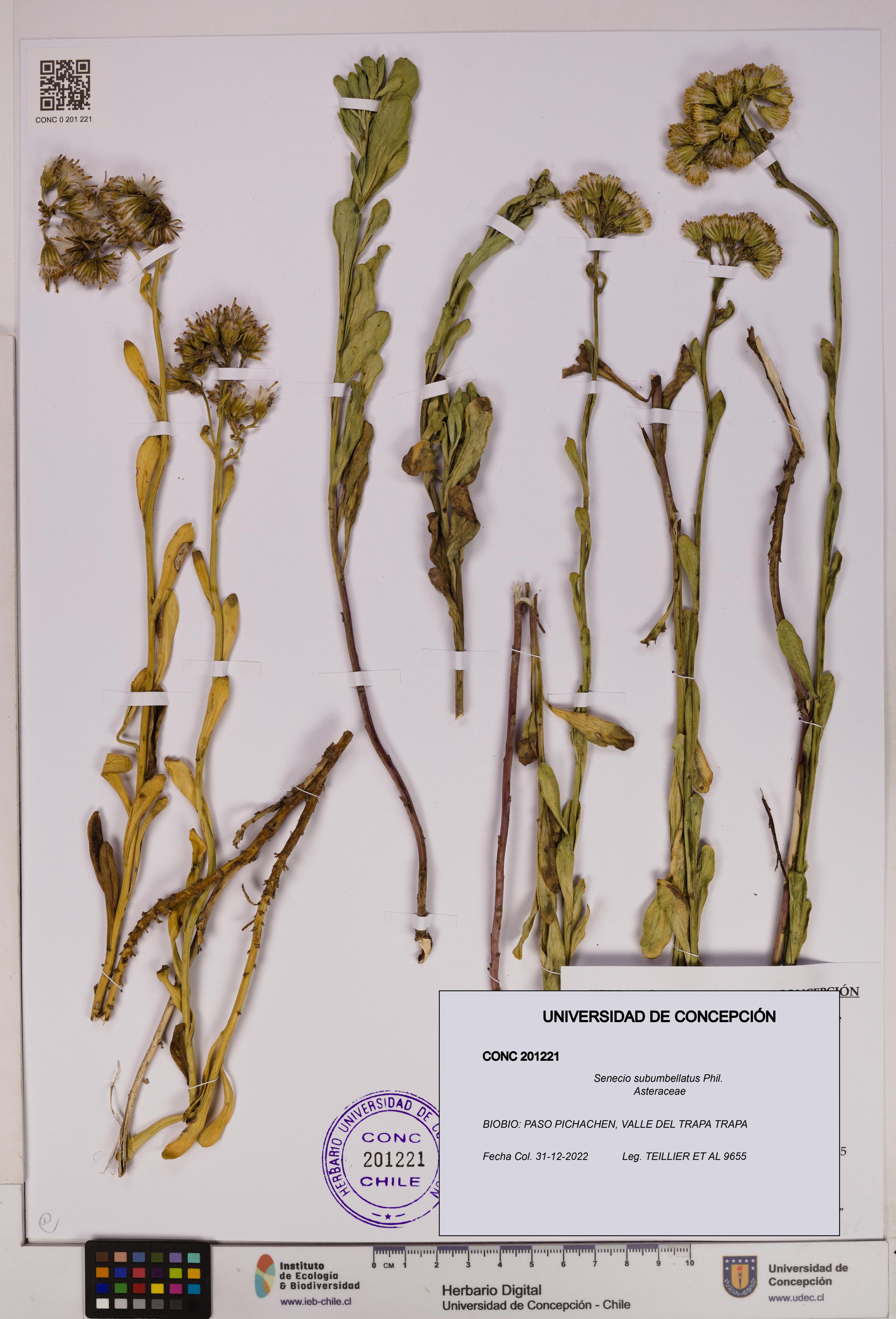 Senecio subumbellatus [Espécimen: UDEC:CONC:0201221]