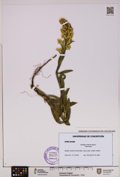 Solidago chilensis [Espécimen: UDEC:CONC:0201223]