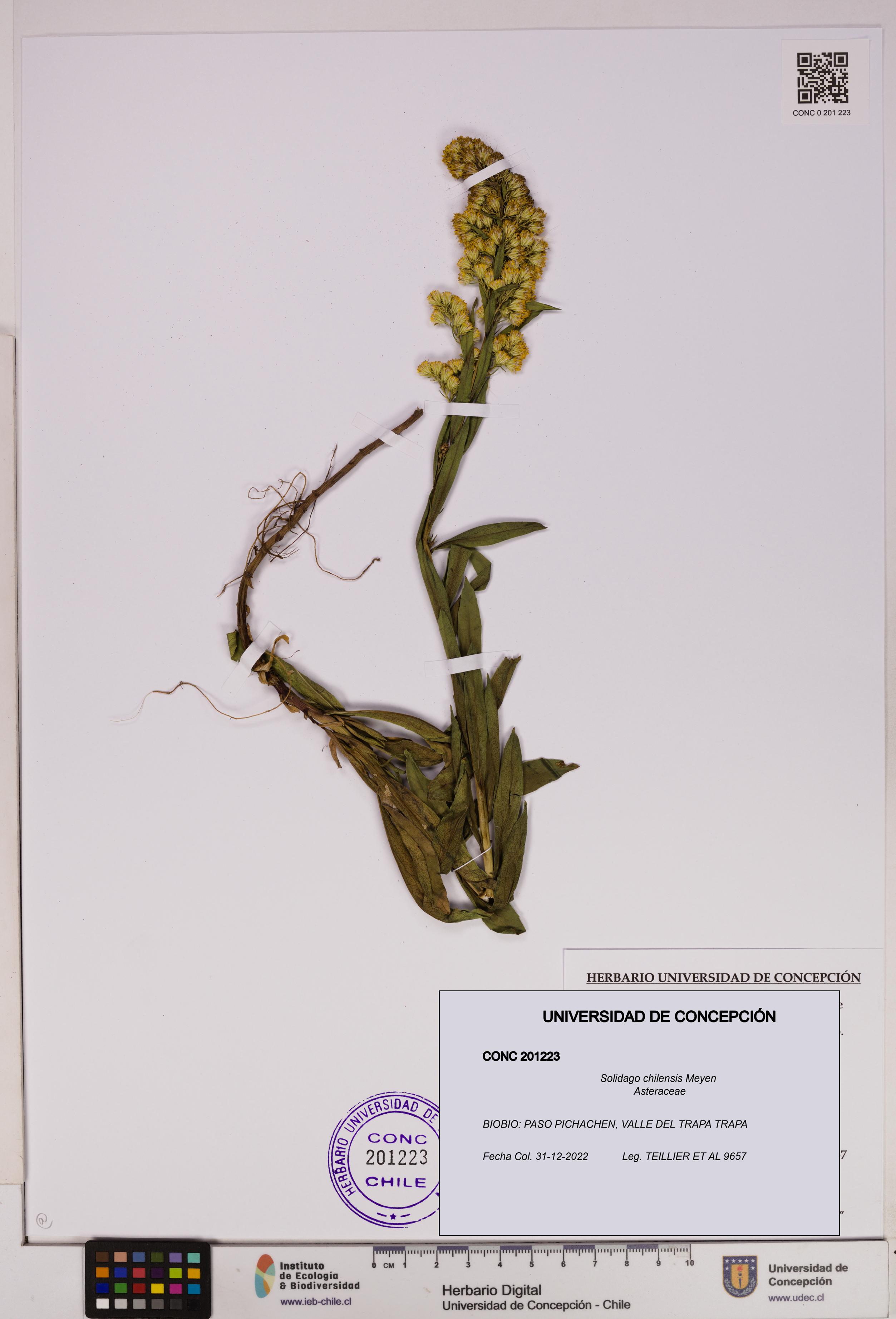 Solidago chilensis [Espécimen: UDEC:CONC:0201223]
