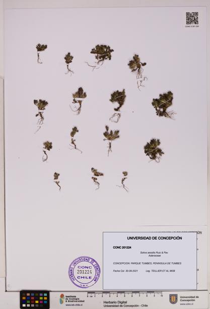 Soliva sessilis [Espécimen: UDEC:CONC:0201224]