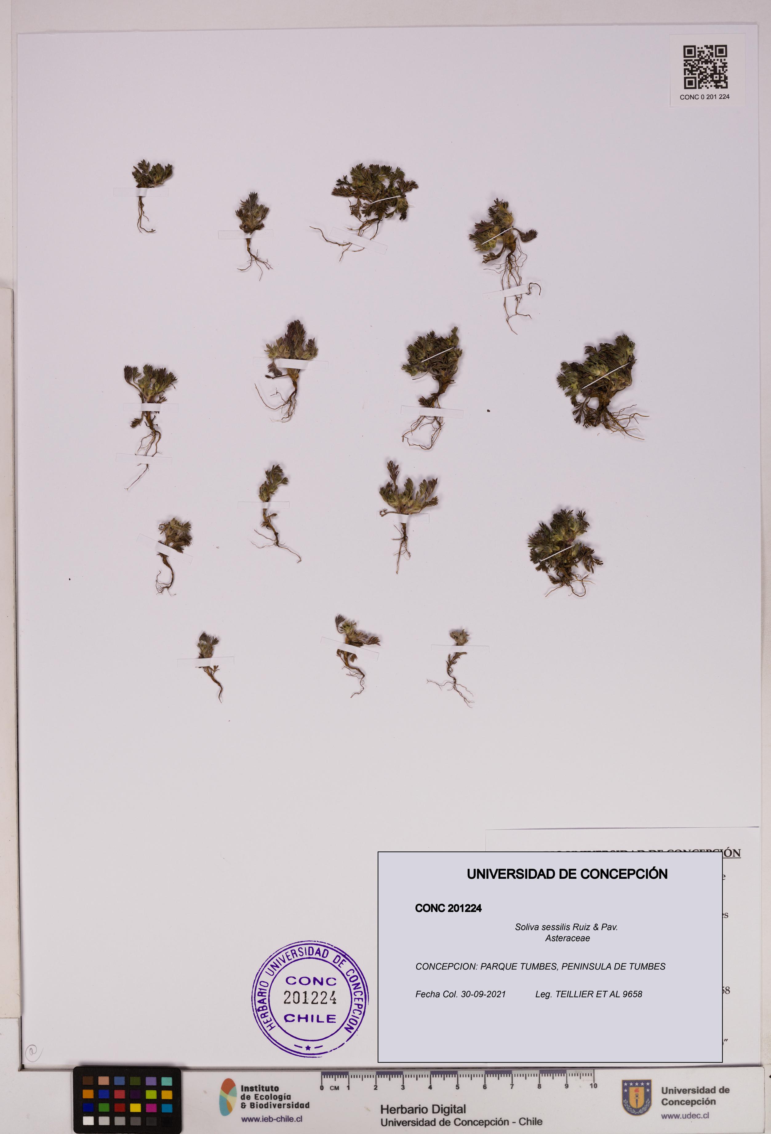Soliva sessilis [Espécimen: UDEC:CONC:0201224]
