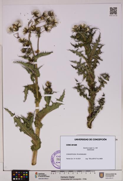 Sonchus asper [Espécimen: UDEC:CONC:0201225]