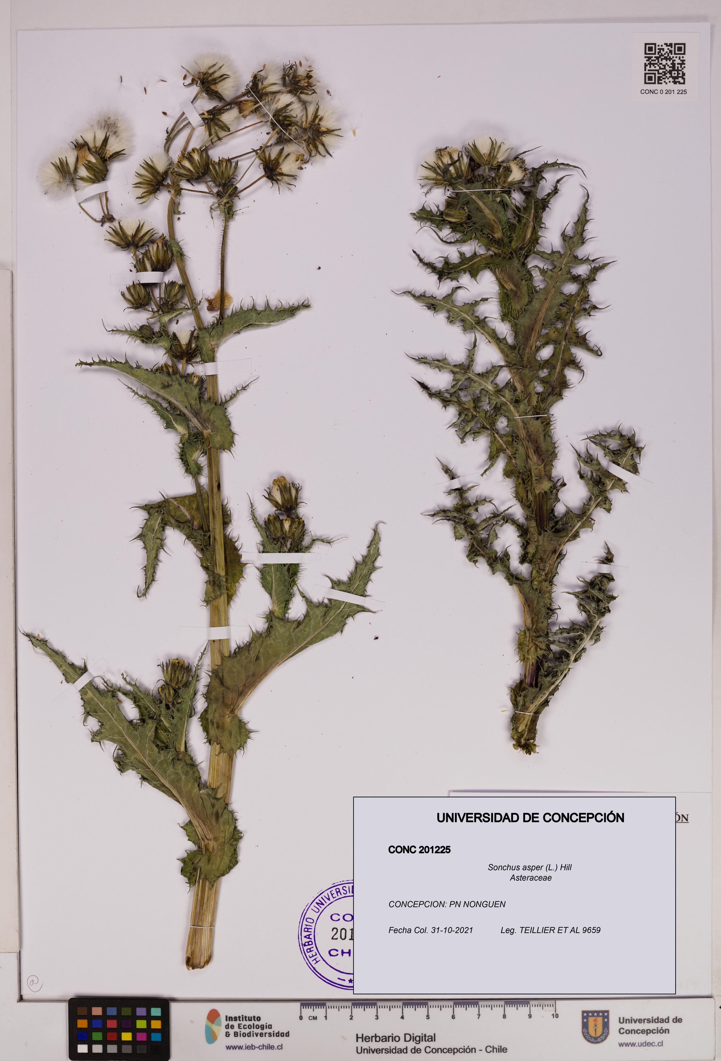 Sonchus asper [Espécimen: UDEC:CONC:0201225]