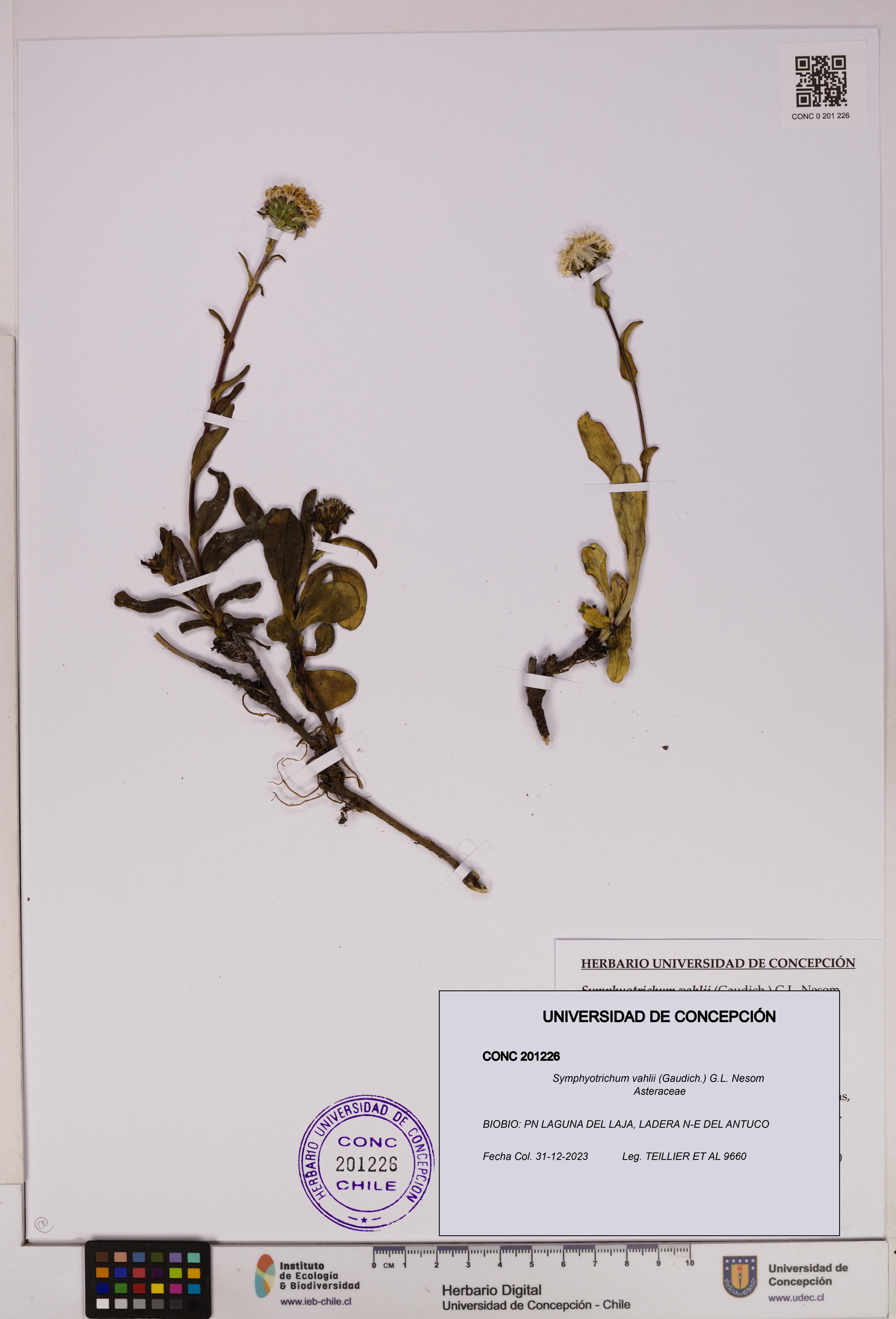 Symphyotrichum vahlii [Espécimen: UDEC:CONC:0201226]