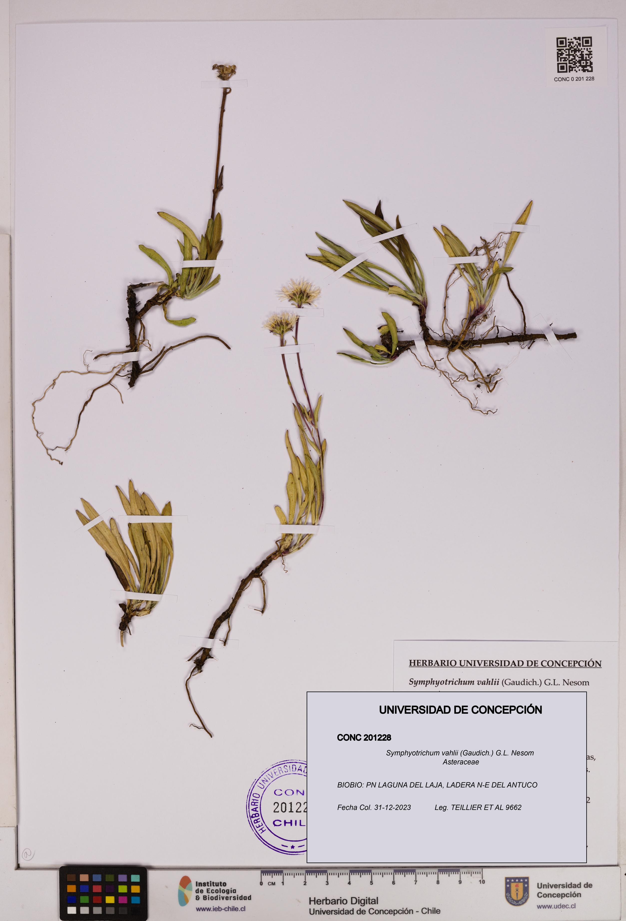 Symphyotrichum vahlii [Espécimen: UDEC:CONC:0201228]