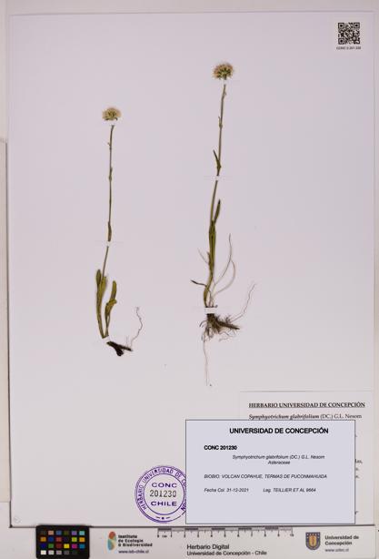 Symphyotrichum glabrifolium [Espécimen: UDEC:CONC:0201230]