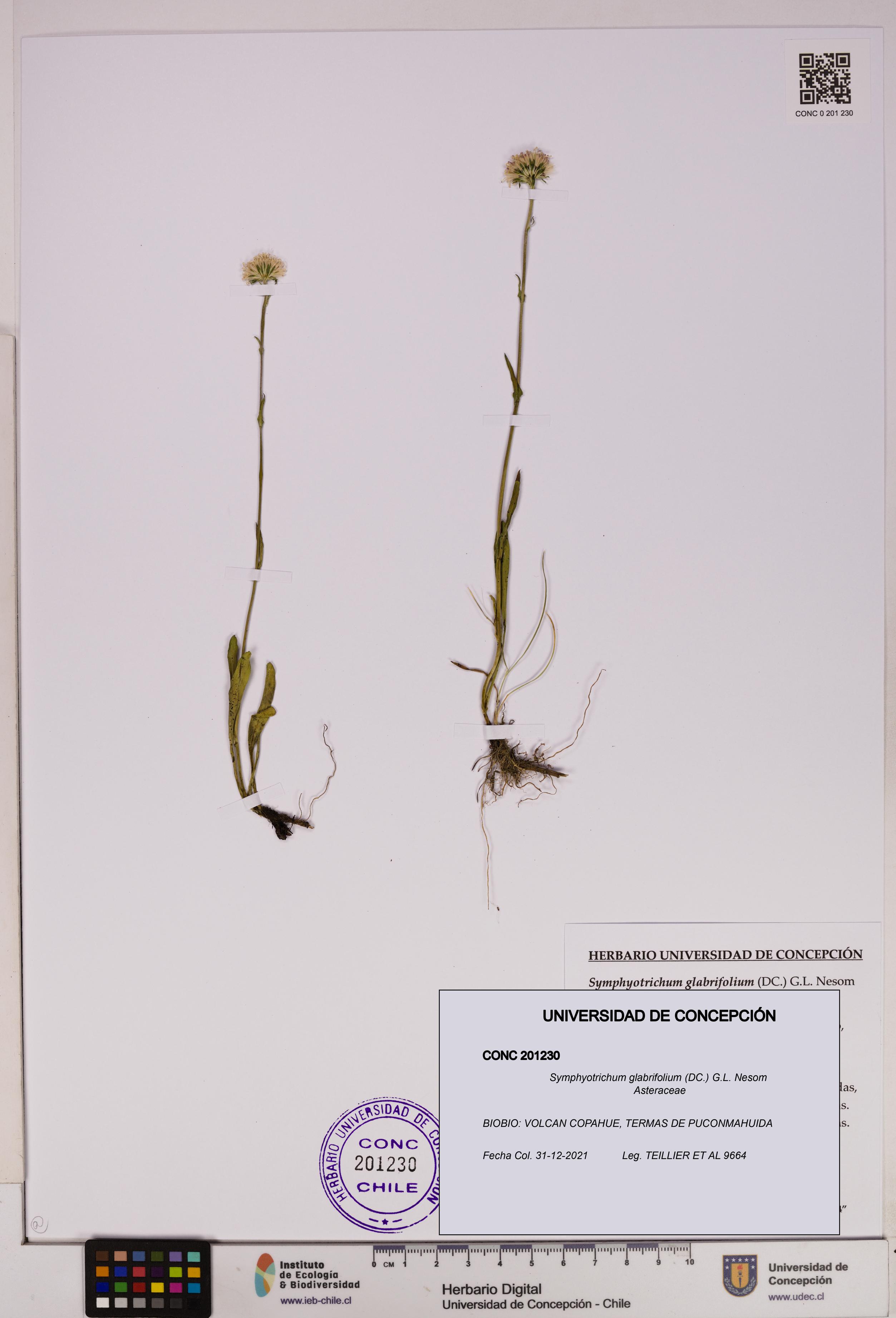 Symphyotrichum glabrifolium [Espécimen: UDEC:CONC:0201230]
