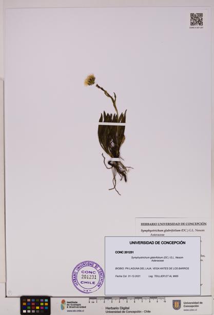 Symphyotrichum glabrifolium [Espécimen: UDEC:CONC:0201231]