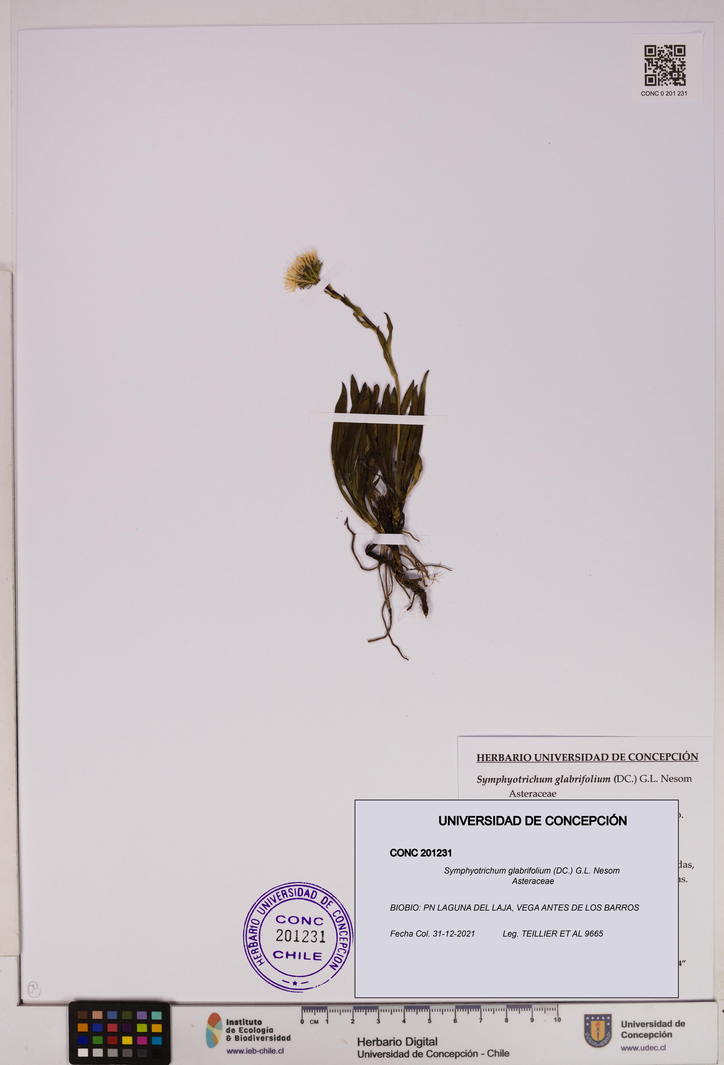Symphyotrichum glabrifolium [Espécimen: UDEC:CONC:0201231]