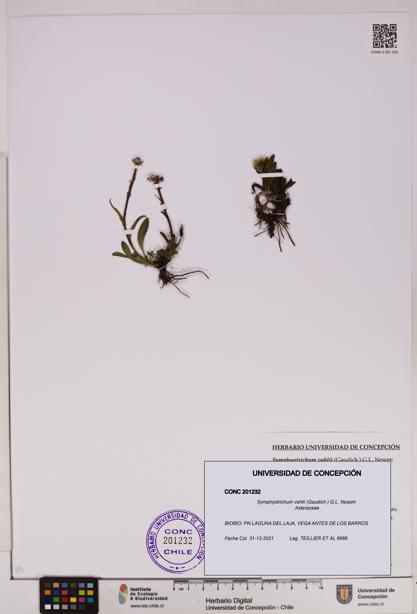 Symphyotrichum vahlii [Espécimen: UDEC:CONC:0201232]