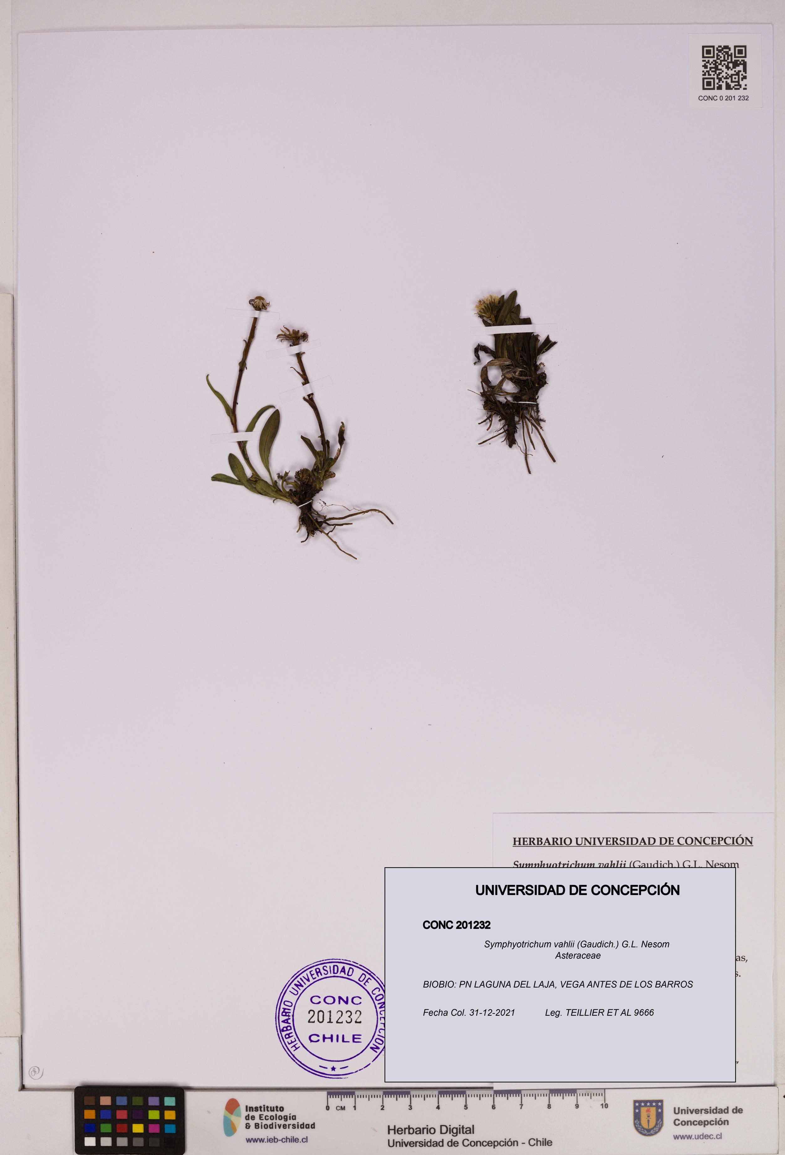 Symphyotrichum vahlii [Espécimen: UDEC:CONC:0201232]
