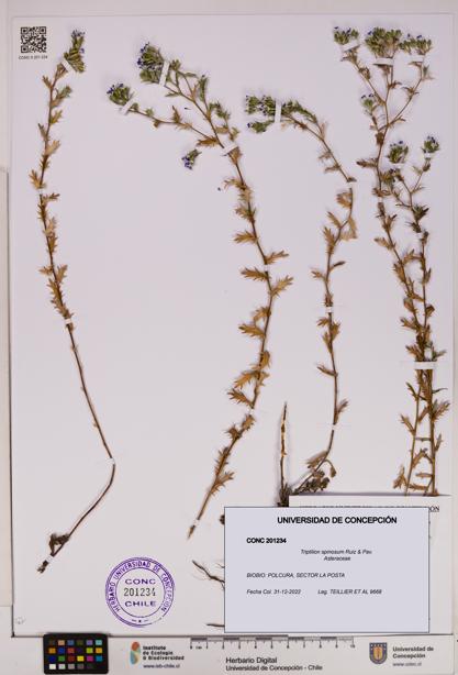 Triptilion spinosum [Espécimen: UDEC:CONC:0201234]