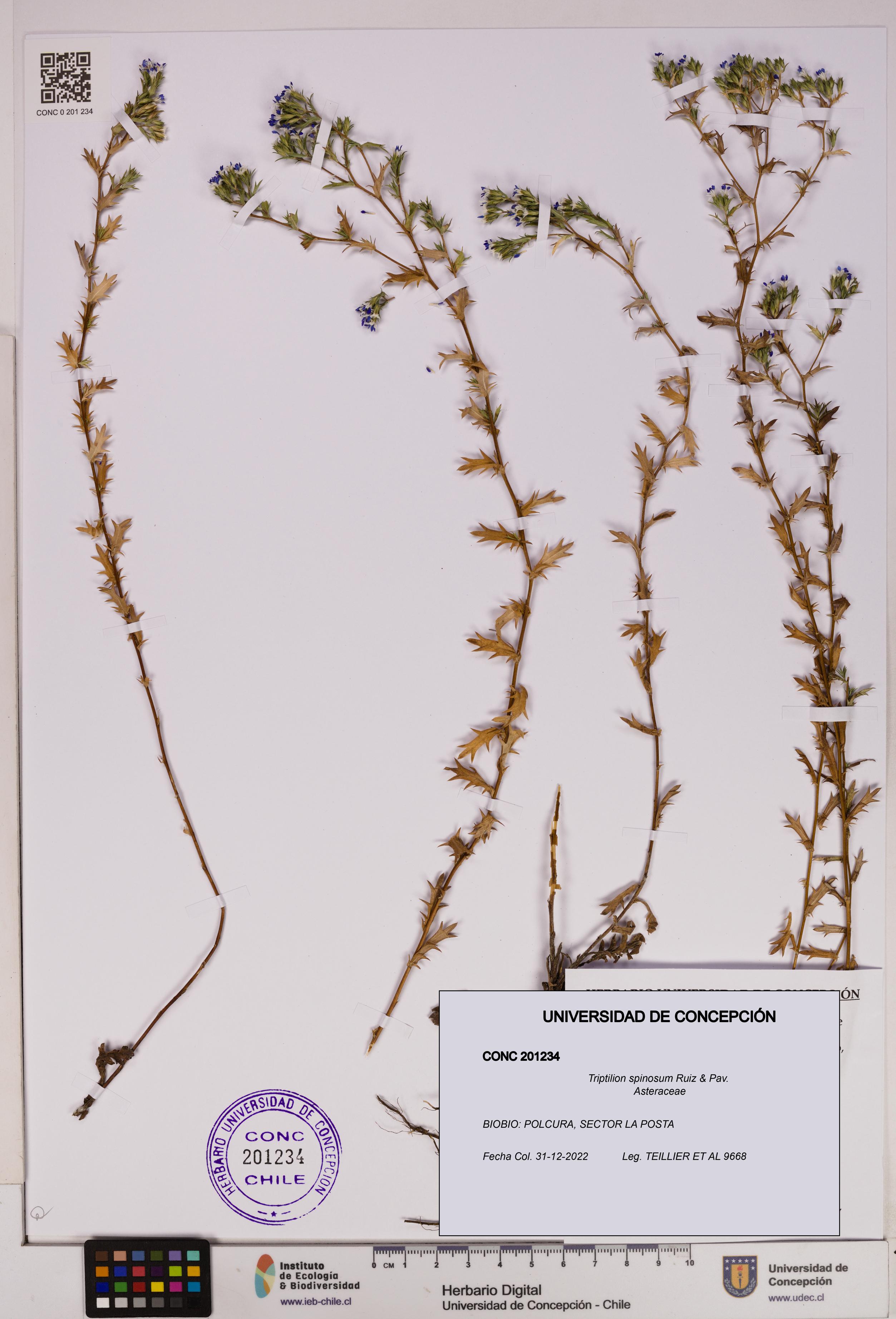 Triptilion spinosum [Espécimen: UDEC:CONC:0201234]
