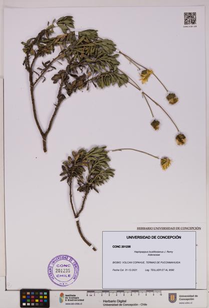 Haplopappus bustillosianus [Espécimen: UDEC:CONC:0201235]