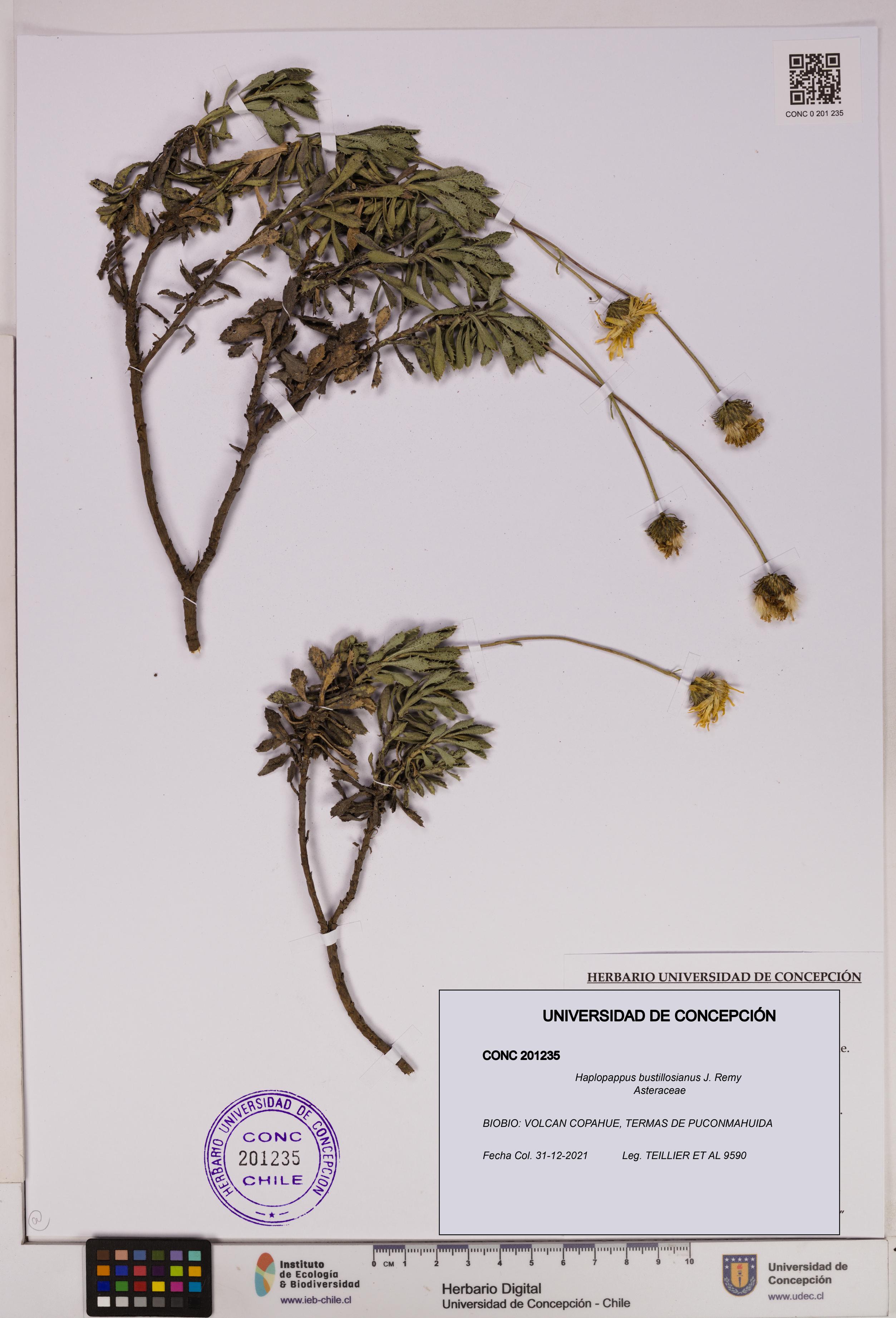 Haplopappus bustillosianus [Espécimen: UDEC:CONC:0201235]